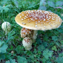 Other beautifull mushrooms